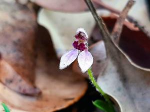 Eriochilus scaber