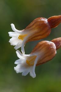 Gastrodia sesamoides