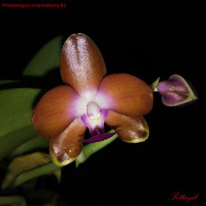 Phalaenopsis marriottiana
