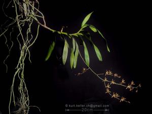 Arachnis labrosa