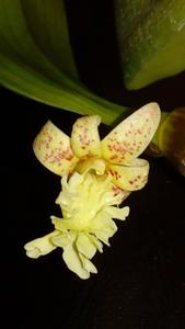 Dendrobium plicatile