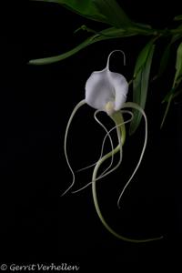Angraecum germinyanum