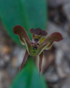 Chiloglottis gunnii
