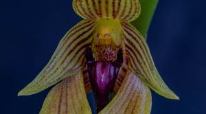 Bulbophyllum amplebracteatum subsp. orthoglossum