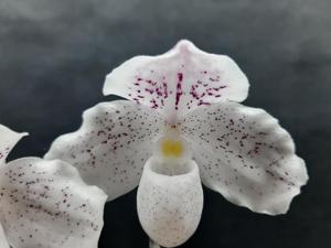 Paphiopedilum godefroyae var. ang-thong