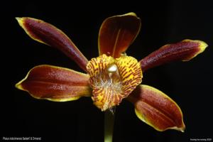 Phaius indochinensis