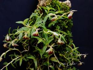 Epidendrum peperomia