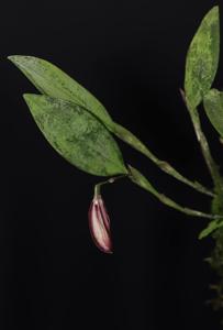 Zootrophion oblongifolium