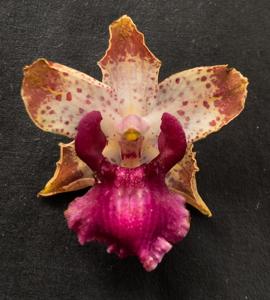 Cyrtopodium brandonianum