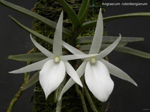 Angraecum rutenbergianum