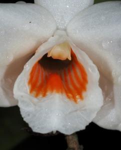 Dendrobium multilineatum