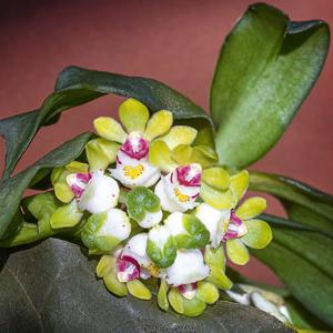 Gastrochilus japonicus