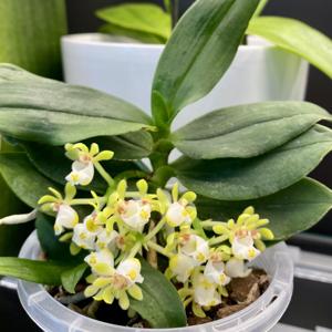 Gastrochilus japonicus