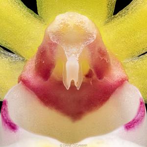 Gastrochilus japonicus