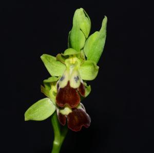Ophrys fusca