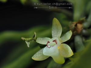 Taeniophyllum hasseltii