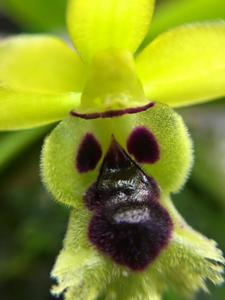 Gastrochilus retrocallus