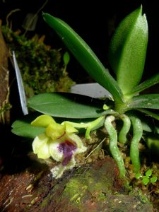 Gastrochilus retrocallus
