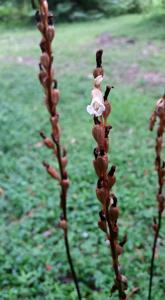 Gastrodia sesamoides