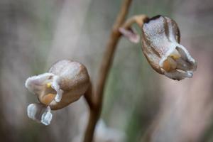 Gastrodia sesamoides