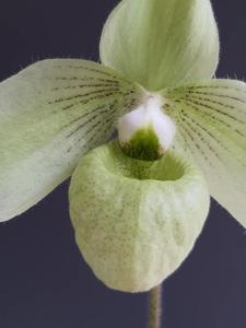 Paphiopedilum jackii