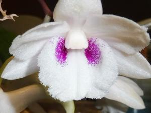 Dendrobium intricatum