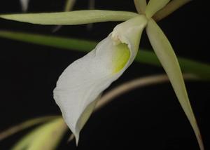 Brassavola tuberculata