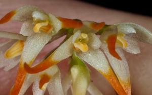 Bulbophyllum triflorum