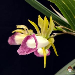 Galeandra santarena