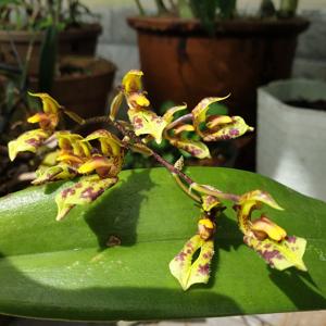 Bulbophyllum crabro