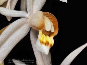 Coelogyne swaniana