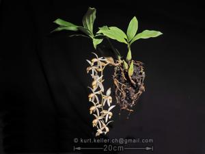 Coelogyne swaniana