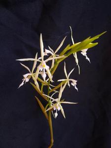 Epidendrum viviparum