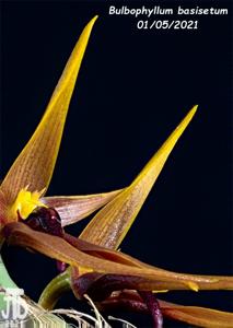 Bulbophyllum basisetum