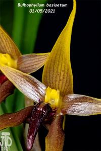 Bulbophyllum basisetum