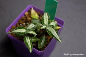 Aspidogyne argentea
