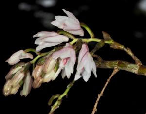 Dendrobium stuposum