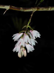 Dendrobium stuposum