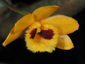 Dendrobium gibsonii