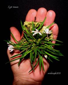 Leptotes tenuis