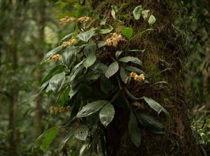 Coelogyne fuscescens