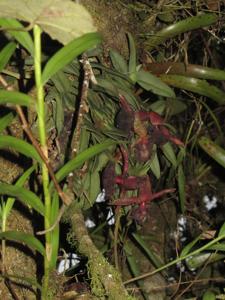 Epidendrum medusae