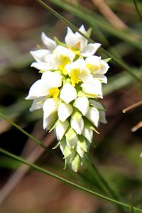 Schizochilus angustifolius