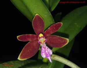 Trichoglottis philippinensis