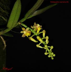 Robiquetia wariana