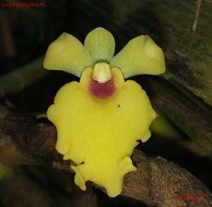 Luisia primulina