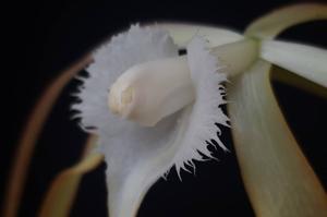 Brassavola appendiculata