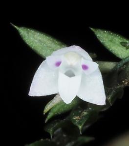 Podochilus serpyllifolius