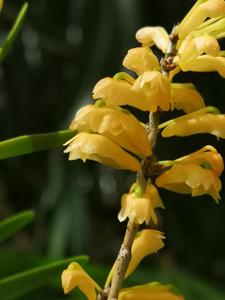 Dendrobium faciferum