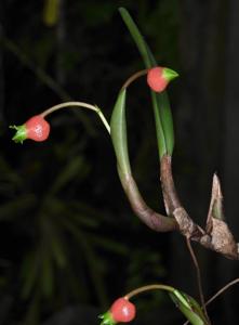 Mediocalcar paradoxum subsp. robustum